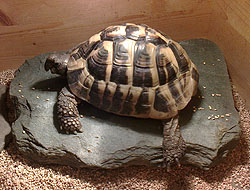 Pet pop in Liverpool, Fred the tortoise visited twice a day while his owners had sunny holiday